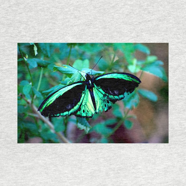 Female Cairns Birdwing by GP1746